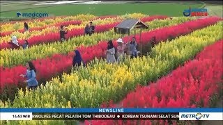 Pesona Warna Bunga Celosia [upl. by Einyaj123]