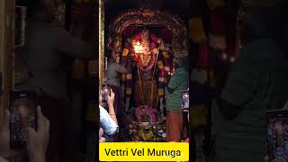 Vettri Vel Muruga  Murugan Songs murugan tamil thiruchendurmurugantemple bogor [upl. by Keligot23]