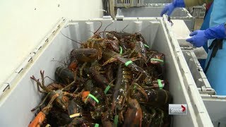 Global National  Record catch for lobster fisherman [upl. by Yelrebmyk]