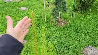 Loblolly Pine fast growing and low maintenance in Tennessee [upl. by Edbert]