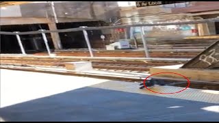 pigeon pushed in front of oncoming subway train by rival birds [upl. by Erdnassak80]