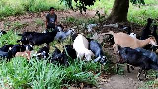 Goats grazing on Mombasa and Mulato Ⅱ Grass during dry season [upl. by Eiralc]