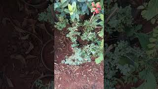 Marvam and Davanam plants nature nurseryplants sreevidhya nursery rachuloor gate [upl. by Vedette]