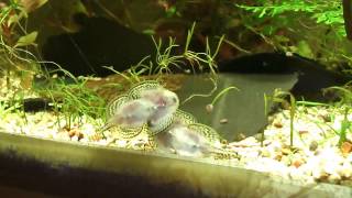 Breeding Ritual hillstream loach [upl. by Laram278]