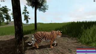 Ngandong Tiger hunts  Cenozoic Survival Classic [upl. by Schwenk]