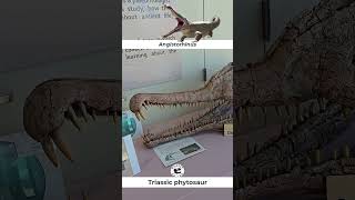 Angistorhinus Triassic Phytosaur on Display [upl. by Lorry]