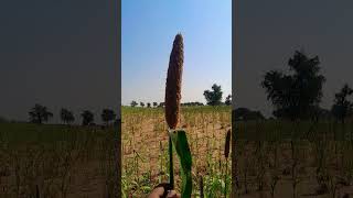 Plant of Pearl millet Cenchrus americanus Pennisetum glaucum [upl. by Yecram548]