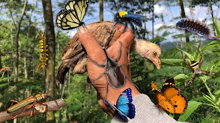 I think this is an ostrich chick‼️catch butterflies beetles carpenter bee chicks caterpillars [upl. by Beitnes]