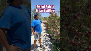 Sweet Bubba Desert Willow  SummerWinds Nursery AZ [upl. by Kehsihba908]