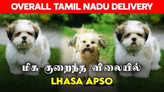 LOW PRICE LHASA APSO PUPPIES FOR SALE  CHENNAI DOG KENNEL  AFFORDABLE DOG FOR SALE IN TAMIL NADU [upl. by Leihcar]