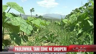 Paulownia tani edhe në Shqipëri  News Lajme  Vizion Plus [upl. by Oinoitna]