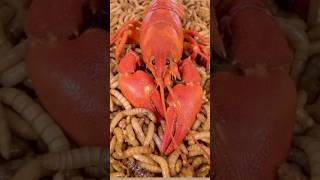 Mealworms vs crayfishMealworms eatingTamil facts onlyexperiment crayfish trend viral short [upl. by Ecnerret]