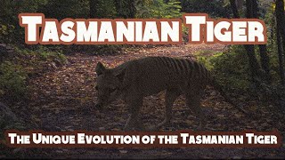 The Unique Evolution of the Tasmanian Tiger A Marsupial Apex Predator [upl. by Nuahsed144]