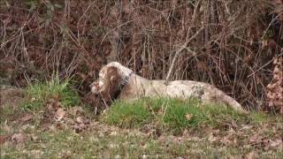 Chasse du faisan au chien darret [upl. by Mayes]