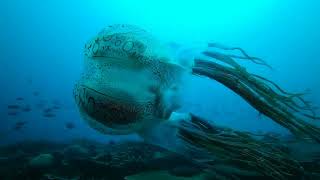 The Chirodectes Maculatus an incredibly rare genus of box jellyfish EXPLAINED‼️ [upl. by Il]