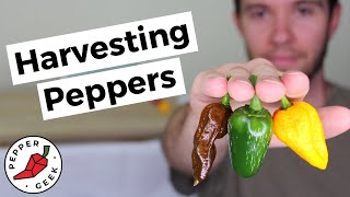 Harvesting Peppers  When To Pick Peppers Jalapenos Bell Banana Ghost amp More [upl. by Sivrad497]