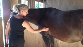 Signs of ulcers in horses 1 [upl. by Casteel230]