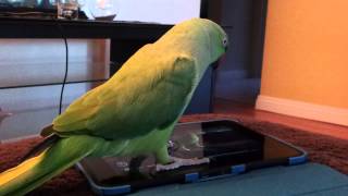 Indian ringneck parrot talking [upl. by Oijres]