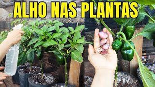 Coloque ALHO nas suas PLANTAS e veja o incrível acontecer [upl. by Lynett994]