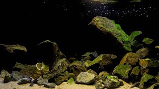 BADC2018  Lake Tanganyika at Kasanga biotope shallow precipitous rocky habitat 546 L [upl. by Windham669]