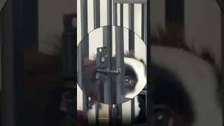 Border Collie Outsmarts Cage Lock  Cage Escape [upl. by Yesnnyl246]