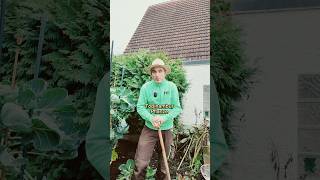 Topinambur aus dem Hochbeet ernten garten gardening ernte tipps video gemüse [upl. by Philan]