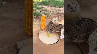 Create Easy DIY Trap  Quail Trap shorts [upl. by Wrench233]