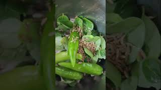 vendakkai poriyal mahascreation foodmahaskitchen healthycooking bachelor [upl. by Ellennoj]