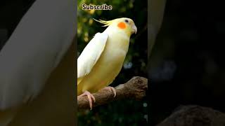 Beautiful Cocktail saying ALLAH ho♥️🦜 mithomitho mithutota Allahho amazingtalkingparrot birds [upl. by Altman]