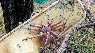 Mulher leva susto ao encontrar aranha gigante no banheiro [upl. by Corene]