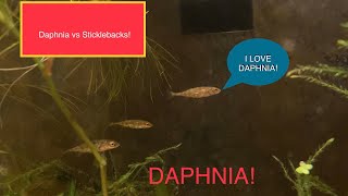 Feeding our AGGRESSIVE Sticklebacks with Daphnia [upl. by Nylitsirk]