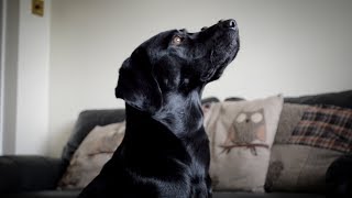 25 Labrador Tricks [upl. by Ceil]