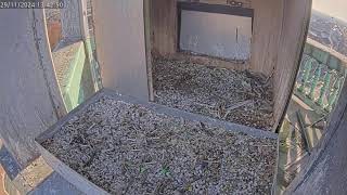 Webcam Slechtvalken SintSalvatorskerk Nest [upl. by Meyeroff]