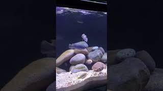 Wild caught mbuna tank mbuna mcat malawicichlid aquarium [upl. by Azilem]