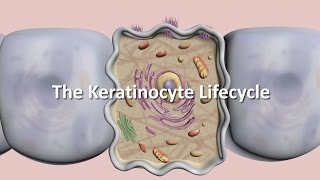 Lifecycle of the Keratinocyte [upl. by Vrablik]