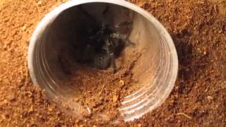 Part 3 Of 3 From Beginner To Advanced Tarantula KeepingFeeding [upl. by Eelaras672]