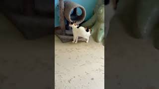 Video of adoptable pet named Magnolia [upl. by Stag]