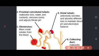 Internal Medicine  Nephrology Renal Syndromes [upl. by Vivica]