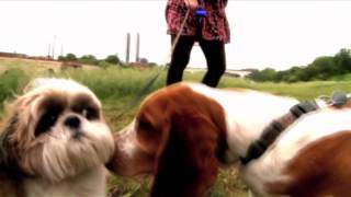 Shih Tzu en Cachorros Y Mas Cachorroscom [upl. by Aneeram]