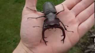 Lucanus cervus judaicus  Stag Beetle  Hirschkäfer [upl. by Oicapot]