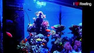 Chris Reef 300l 80gal powered by Ecotech Marine Vortech amp Radion xr30w Pro [upl. by Novled]