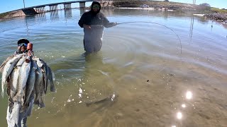 Wade Fishing Packery Channel with LIVE ShrimpCatch Clean and Cook [upl. by Annayar426]