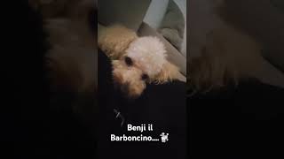 BARBONCINO AFFETTUOSO🐩❤️🐩 [upl. by Savell]