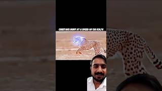 cheetah animals wildlife lion leopard anime animeedit onepunchman music cyberpunk2077 [upl. by Aivil]