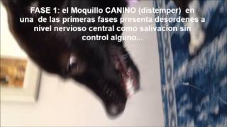 Moquillo Canino Primera Fase [upl. by Notsud]