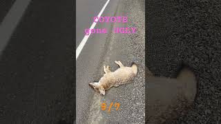 Coyote gone ugly roadkill not by me 97 Ninja [upl. by Mastrianni]