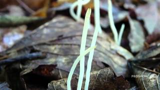 Clavaria asterospora  fungi kingdom [upl. by Silvain733]