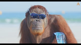 Animalia  The Orangutans hit the beach [upl. by Ethelind]