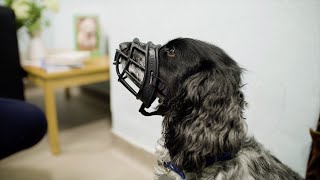 Muzzle Training Your Dog  The Battersea Way [upl. by Newton]