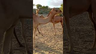 Camels fight 😛Camel Camels camelride camelculture [upl. by Spoor]